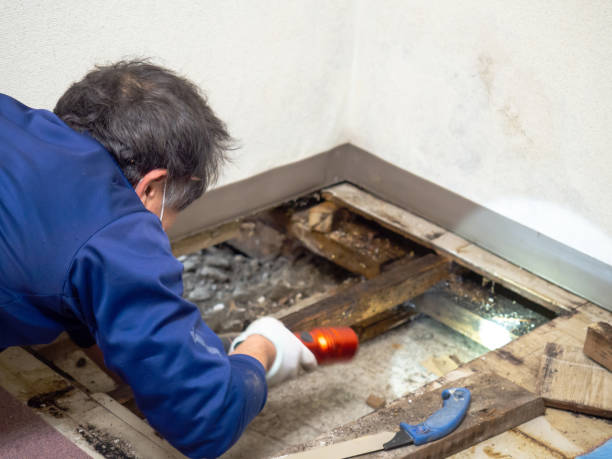 Best Professional Mold Removal  in Spring City, PA