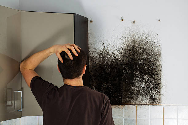 Mold Removal and Inspection in Spring City, PA