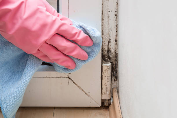 Best Black Mold Removal  in Spring City, PA